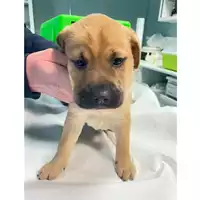 Foto dell\'animale cane - Matr. 2024/0083 - Microchip 380260044750941