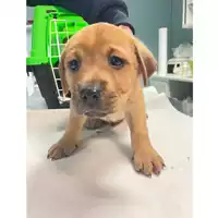 Foto dell\'animale cane - Matr. 2024/0085 - Microchip 380260044750818