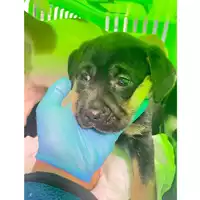 Foto dell\'animale cane - Matr. 2024/0086 - Microchip 380260044750334