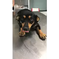 Foto dell\'animale cane - Matr. 2017/1408 - Microchip 380260043268867