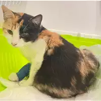 Foto dell\'animale gatto - Matr. 2024/0090 - Microchip 380260044749647