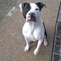 Foto dell\'animale cane - Matr. 2024/0093 - Microchip 380260044750571
