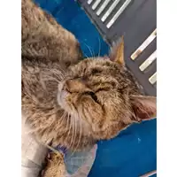Foto dell\'animale gatto - Matr. 2024/0094 - Microchip 380260044750788