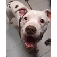 Foto dell\'animale cane - Matr. 2024/0095 - Microchip 380260044750976