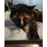 Foto dell\'animale gatto - Matr. 2024/0096 - Microchip 380260044732486