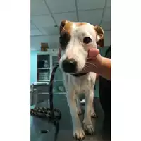Foto dell\'animale cane - Matr. 2021/1792 - Microchip 380260002861124