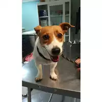 Foto dell\'animale cane - Matr. 2021/1793 - Microchip 380260002852820