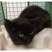 Foto dell\'animale gatto - Matr. 2024/0097 - Microchip 380260044732794