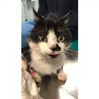Foto dell\'animale gatto - Matr. 2024/0098 - Microchip 380260044732698
