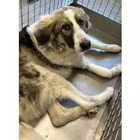 Foto dell\'animale cane - Matr. 2024/0100 - Microchip 380260044729481