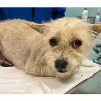 Foto dell\'animale cane - Matr. 2024/0103 - Microchip 380260044750246