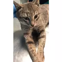Foto dell\'animale gatto - Matr. 2024/0107 - Microchip 380260044930235