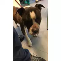 cane - Matr. 2024/0105 - Microchip 380260101177710
