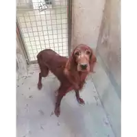 Foto dell\'animale cane - Matr. 2017/1412 - Microchip 380260000141800