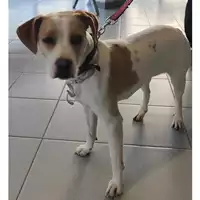 Foto dell\'animale cane - Matr. 2024/0108 - Microchip 380260044926502