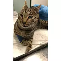 Foto dell\'animale gatto - Matr. 2024/0110 - Microchip 380260044747518