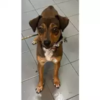 Foto dell\'animale cane - Matr. 2023/2144 - Microchip 380260043630000