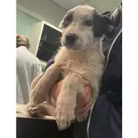 Foto dell\'animale cane - Matr. 2024/0114 - Microchip 380260044931929
