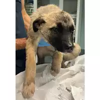 Foto dell\'animale cane - Matr. 2024/0115 - Microchip 380260044926796