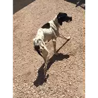 Foto dell\'animale cane - Matr. 2017/1411 - Microchip 981100000529411