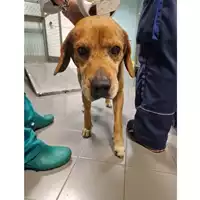 cane - Matr. 2024/0116 - Microchip 380260044926530