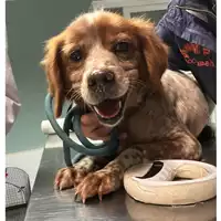 Foto dell\'animale cane - Matr. 2024/0117 - Microchip 380260044930077