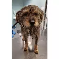 Foto dell\'animale cane - Matr. 2024/0121 - Microchip 380260044926832