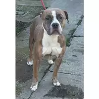 Foto dell\'animale cane - Matr. 2024/0122 - Microchip 380260044929803