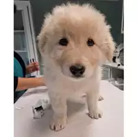 Foto dell\'animale cane - Matr. 2024/0124 - Microchip 380260044926923