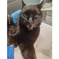 Foto dell\'animale gatto - Matr. 2024/0125 - Microchip 380260044937343