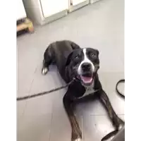Foto dell\'animale cane - Matr. 2017/1413 - Microchip 380260043318467