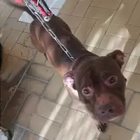 Foto dell\'animale cane - Matr. 2024/0127 - Microchip 380260044516614