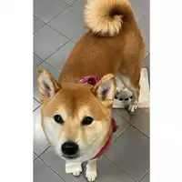 Foto dell\'animale cane - Matr. 2024/0129 - Microchip 380260160009112