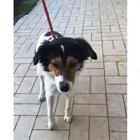 Foto dell\'animale cane - Matr. 2024/0131 - Microchip 380260042868442