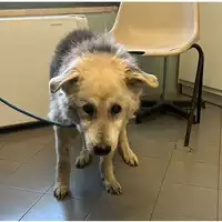 Foto dell\'animale cane - Matr. 2024/0132 - Microchip 972000000417535