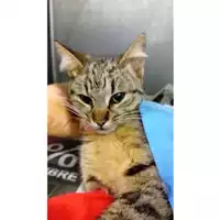 Foto dell\'animale gatto - Matr. 2024/0133 - Microchip 380260044730594