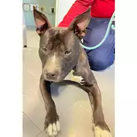Foto dell\'animale cane - Matr. 2024/0135 - Microchip 380260102480396
