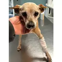 Foto dell\'animale cane - Matr. 2024/0141 - Microchip 380260044730251