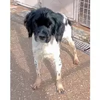 Foto dell\'animale cane - Matr. 2024/0142 - Microchip 380260044730842