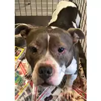 Foto dell\'animale cane - Matr. 2024/0144 - Microchip 380260101326909