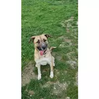 Foto dell\'animale cane - Matr. 2022/1970 - Microchip 380260044914028