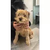 Foto dell\'animale cane - Matr. 2024/0146 - Microchip 380260044747306