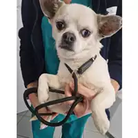 Foto dell\'animale cane - Matr. 2024/0153 - Microchip 380260140076555