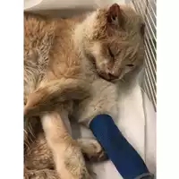 gatto - Matr. 2024/0155 - Microchip 380260044729770