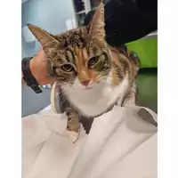 Foto dell\'animale gatto - Matr. 2024/0159 - Microchip 380260044730346