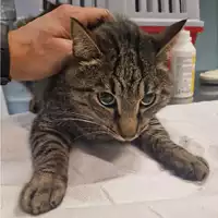 Foto dell\'animale gatto - Matr. 2024/0158 - Microchip 380260044730508