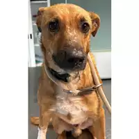 Foto dell\'animale cane - Matr. 2024/0161 - Microchip 380260044730186