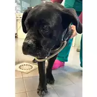 Foto dell\'animale cane - Matr. 2024/0162 - Microchip 380260044731082