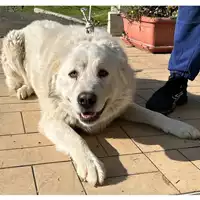 Foto dell\'animale cane - Matr. 2024/0163 - Microchip 380260044729733