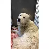 Foto dell\'animale cane - Matr. 2024/0166 - Microchip 380260044926781